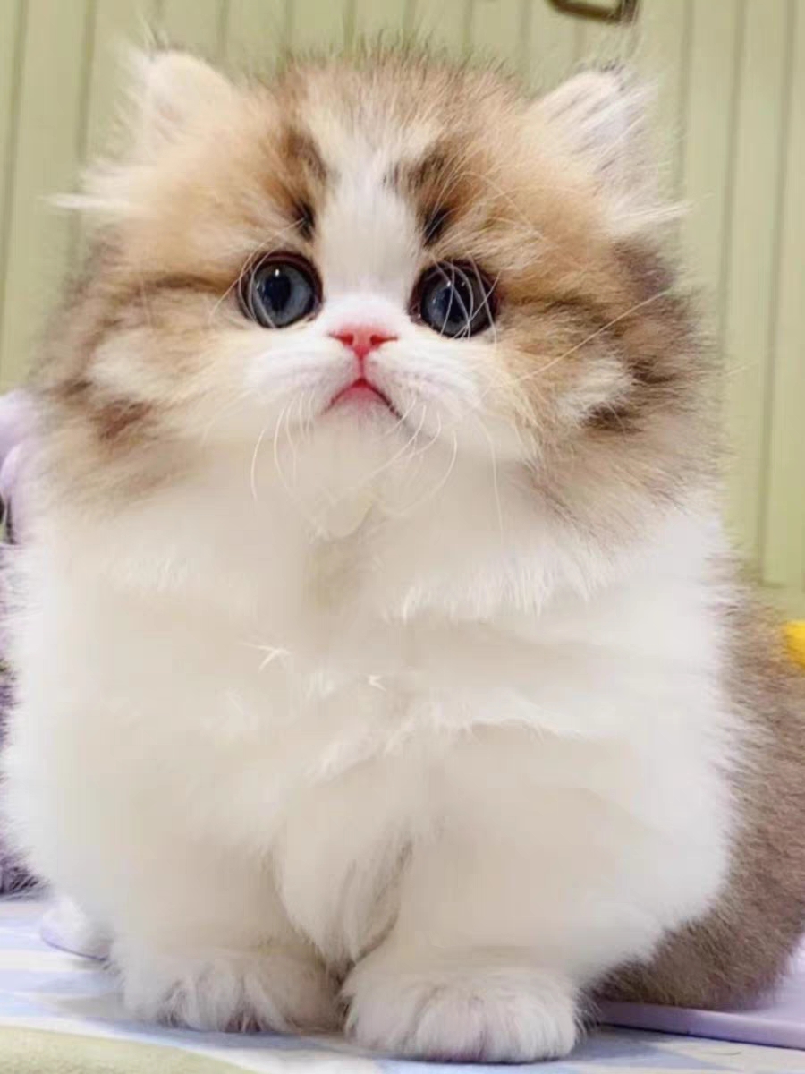 猫舍直销,批发价出售,米努特矮脚猫